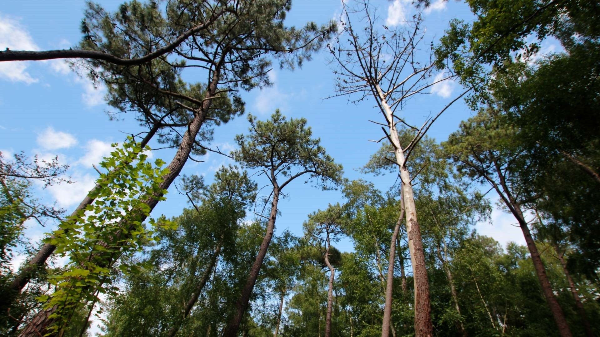 terrain à bâtir en vente sur LE TOUQUET PARIS PLAGE (62520)