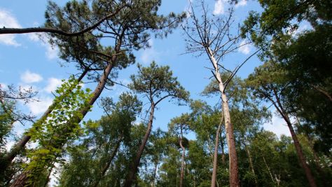 Vente Terrain à bâtir Le Touquet-Paris-Plage 2121&nbsp;m²