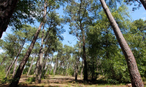 Living in the forest